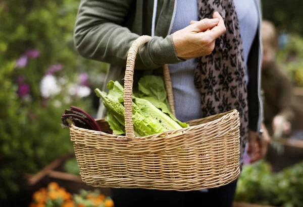 Žena hospodářství košík se zeleninou — Stock fotografie