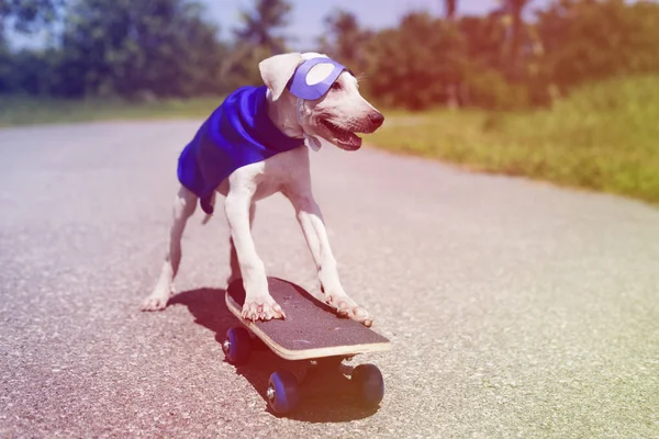 Dog in superhero costume — Stock Photo, Image