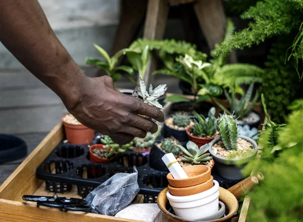 Plant Groene Groei Tuinieren Plantkunde Natuurlijke Oorspronkelijke Photoset — Stockfoto