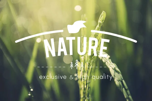 Agricultura Alternativa Concepto Naturaleza Sostenible Fotoset Original —  Fotos de Stock