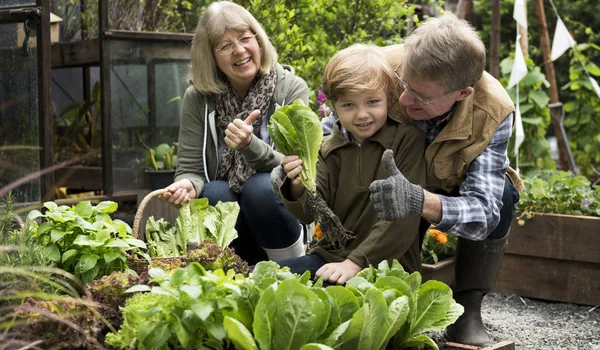 Abuelos con nieto jardinería en el patio trasero — Foto de Stock