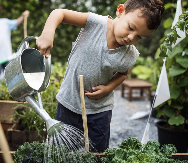 Boy Watering Vegetables — Stok Foto