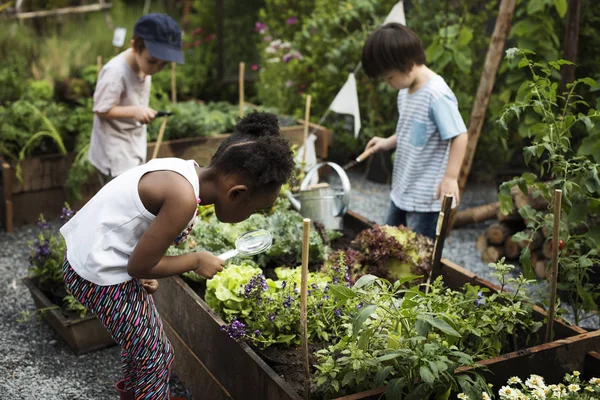 Barn plantera grönsaker — Stockfoto