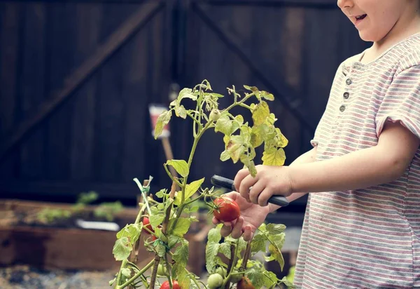 Kid taking tomato from a garden — Stock Photo, Image
