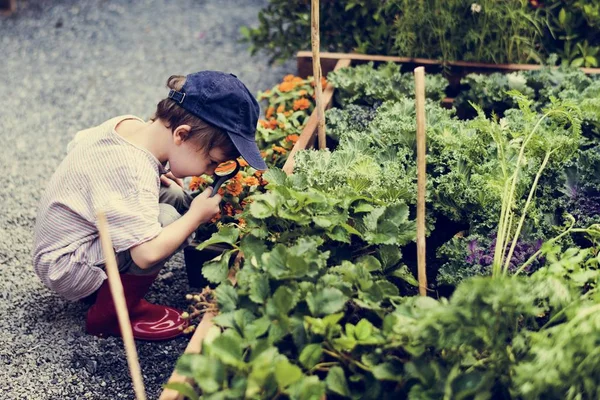 子供は、拡大鏡を使用しています。 — ストック写真