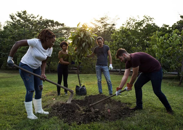 People Digging Hole Planting Tree