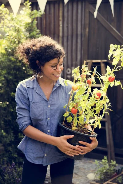Frau hält Tomatenbaum — Stockfoto