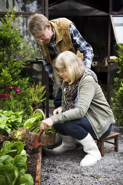 Coppia giardinaggio sul cortile — Foto Stock