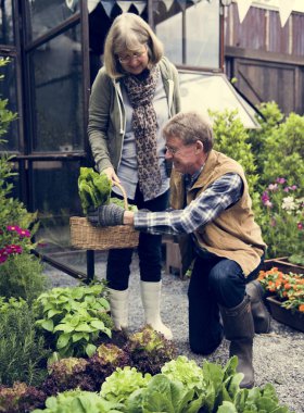 insanlar sebze dikim