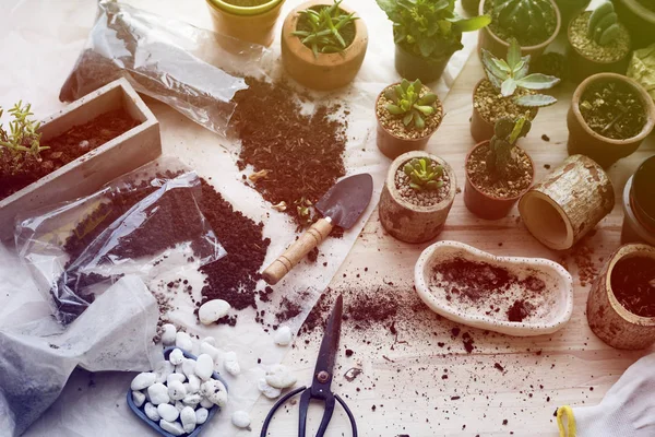 Planting and plants in pots — Foto Stock