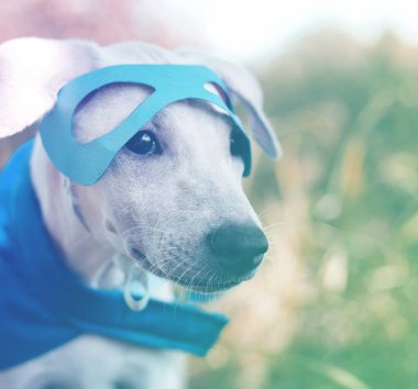 köpek süper kahraman kostümü içinde