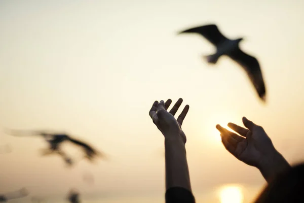 Human Hands and Seagulls — Stock Photo, Image