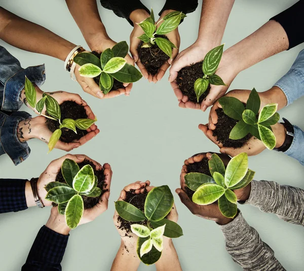 Manos sosteniendo las plantas en las macetas — Foto de Stock