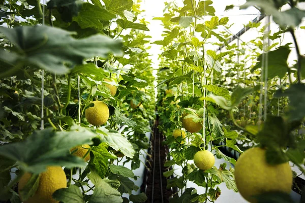 Melon Organiczny Tropikalnych Roślin Ogrodzie Szklarnia Oryginalny Photoset — Zdjęcie stockowe