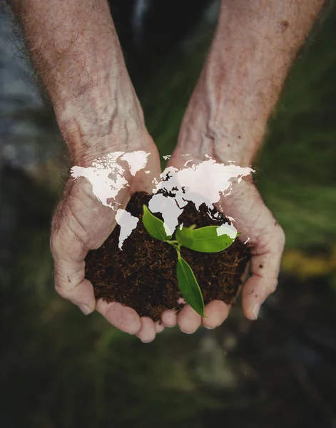Person som innehar växt i händer — Stockfoto