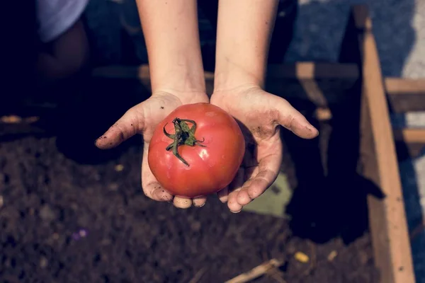 Manos sosteniendo tomate — Foto de Stock