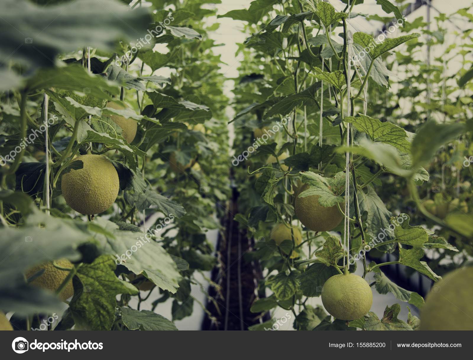 Tropical Organic Melon Plants Garden Greenhouse Original Photoset