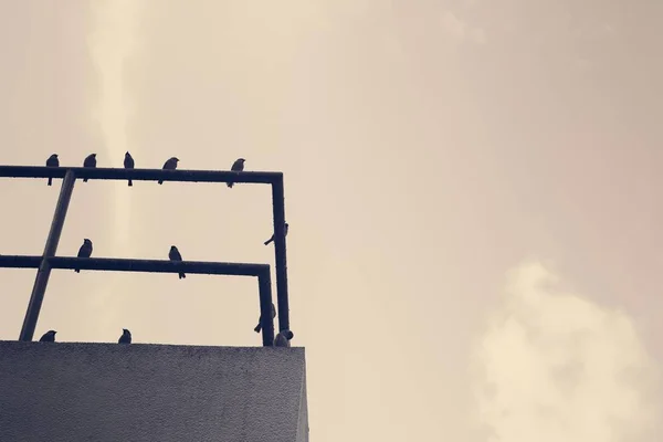 Edificio en la azotea y aves — Foto de Stock