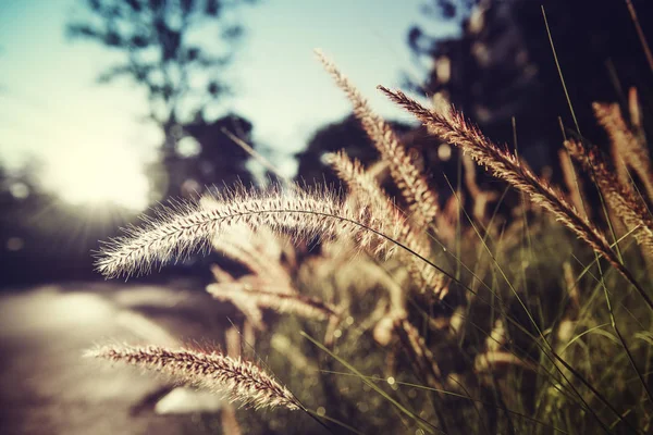 Gras mit Sonnenlicht auf dem Land — Stockfoto