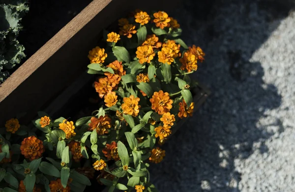 Turuncu Zinnia çiçekler — Stok fotoğraf