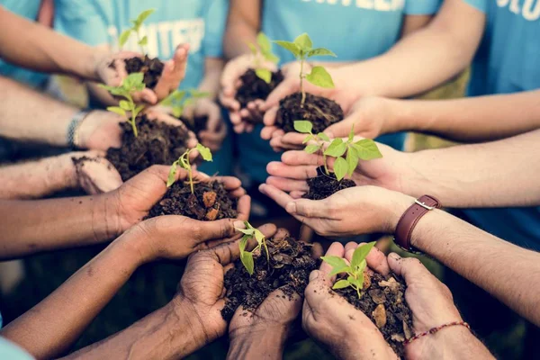 Handen met groene planten — Stockfoto