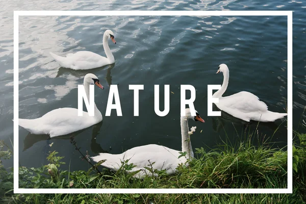 Beautiful Swans swimming in pond — Stock Photo, Image