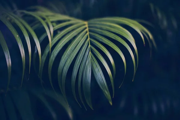 Tropical tree leaves — Stock Photo, Image