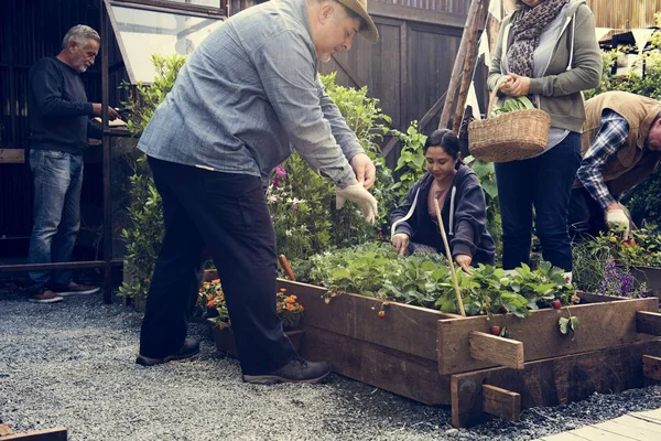 Gente plantando la cosecha fresa juntos — Foto de Stock