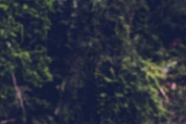 Yeşil orman Orman ağaçları