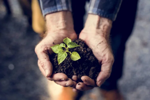 Keimlinge in der Hand — Stockfoto