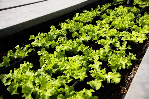 Plantación agrícola cultivada — Foto de Stock