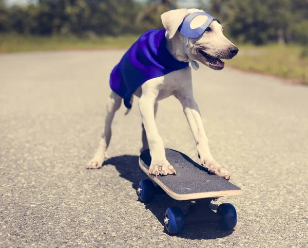 dog in superhero costume