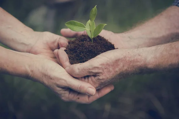 Hände halten grüne Pflanze in der Erde — Stockfoto