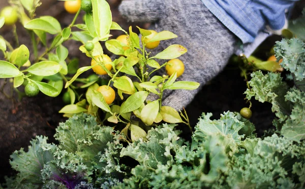 Person gardening on backyard — Stock Photo, Image