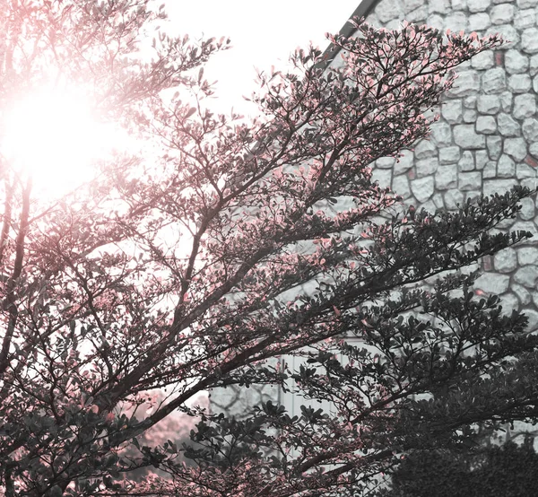 Гілки дерев на літо — стокове фото