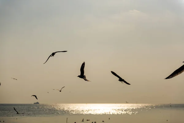 Seagulls flying in sky — Stock Photo, Image