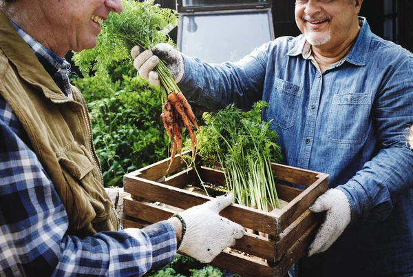 Adult Farmer Man Ofreciendo Zanahoria Fresca Fotoset Original —  Fotos de Stock