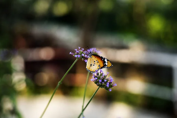 Uttefly im Sitzen auf der Blume — Stockfoto