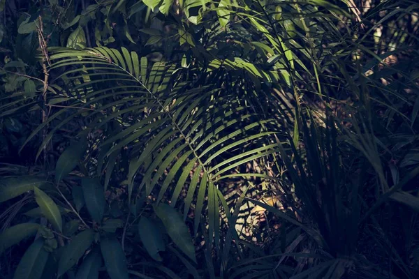 Folhas verdes de palma — Fotografia de Stock