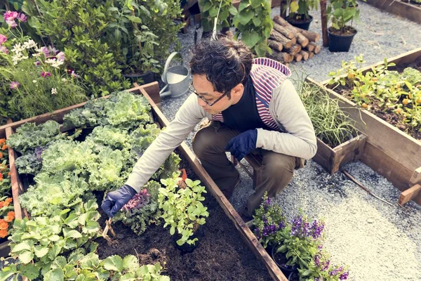 Hombre jardinería en el patio trasero — Foto de Stock