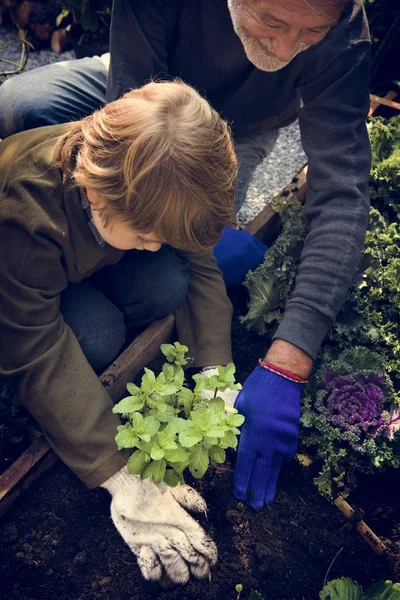 Abuelo y nieto Plantación de verduras — Foto de Stock