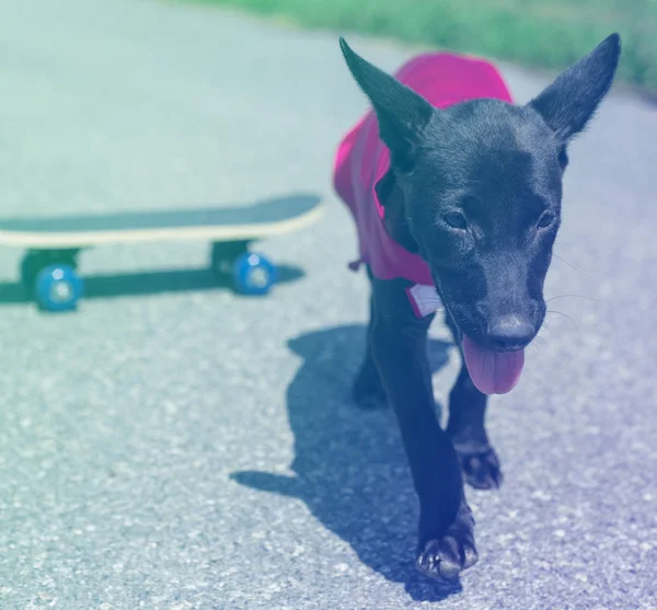 Gatan hund och skate board — Stockfoto