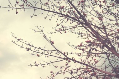 Ağaç dalları ve gökyüzü