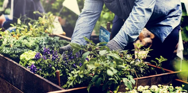 person gardening on backyard