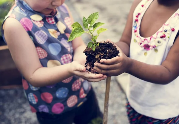 Niños manos plantación — Foto de Stock