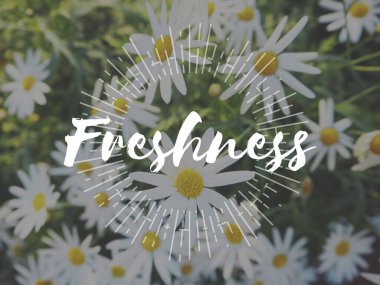 chamomiles yaz alanında