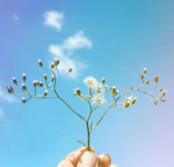 Handen håller Branche med blommor — Stockfoto