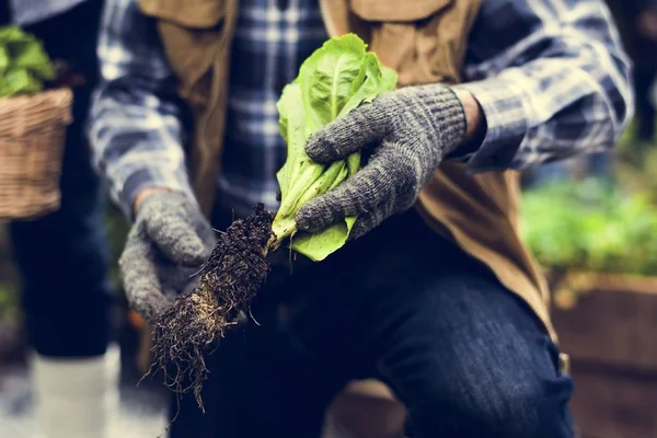Manos sosteniendo verduras frescas — Foto de Stock