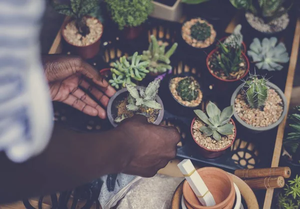 Handen van Afrikaanse man aan het werk met planten — Stockfoto