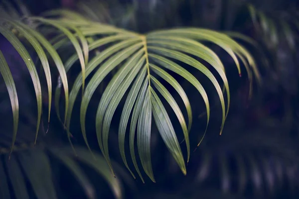 Hojas de árboles tropicales — Foto de Stock